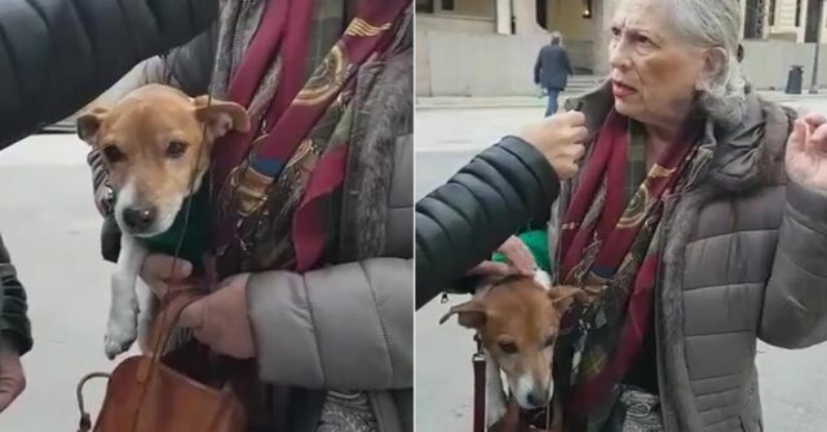 Trapani, multata per essere entrata nel comune con il cane in braccio