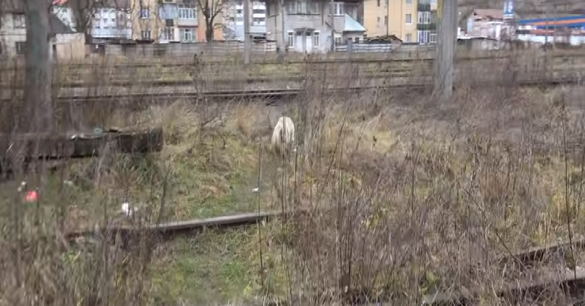 Bobi il cane anziano