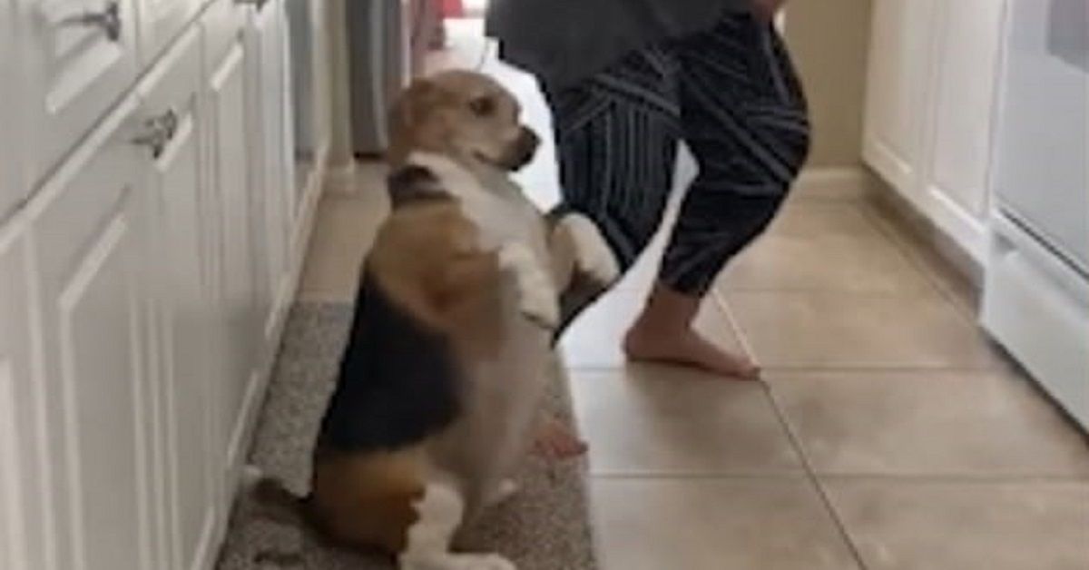 Bailey, il beagle che balla il Reggaeton in cucina
