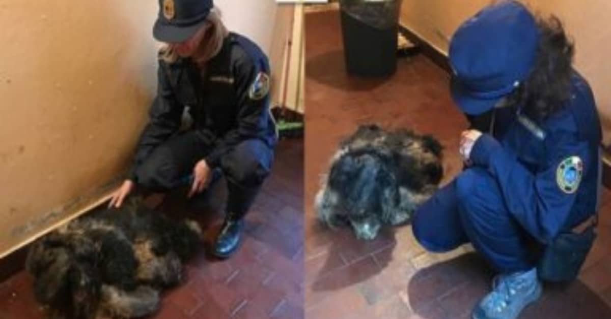 Brescia, trovato cane in un garage