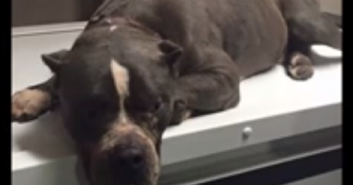 Il pitbull Bubbles
