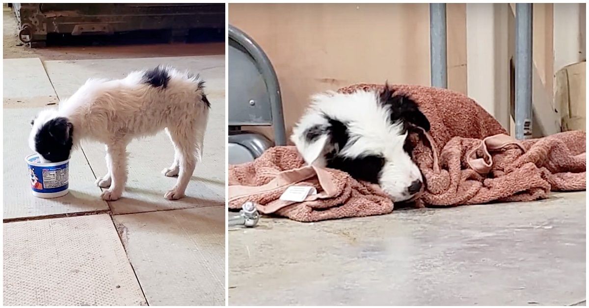 Bucky il cane trovato in Kuwait in grave pericolo