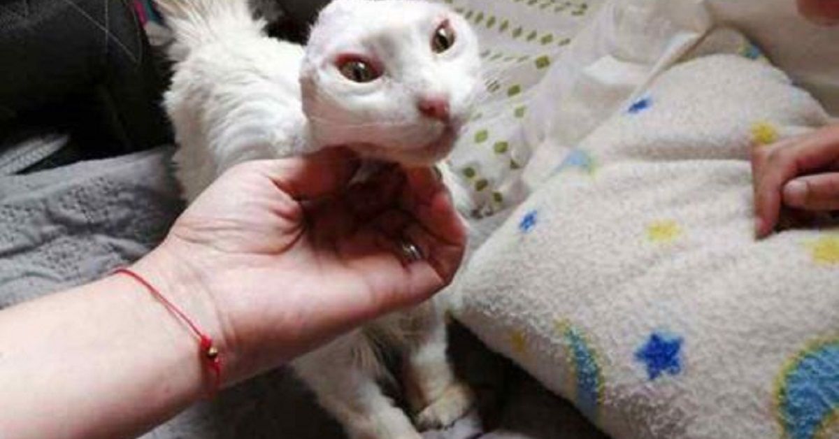 Ha perso le orecchie e ha avuto un cancro e un arresto cardiaco: ma la gattina non smette di sorridere
