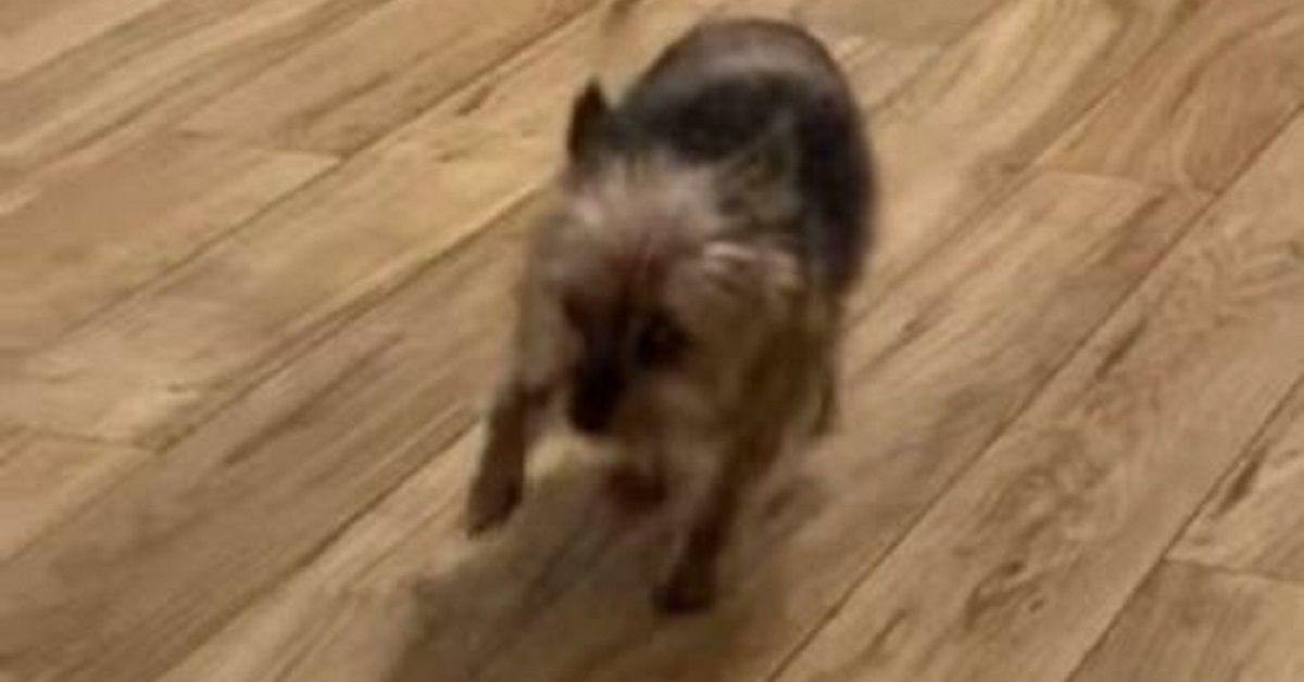 Cagnolina trova il modo migliore per attirare l’attenzione che merita
