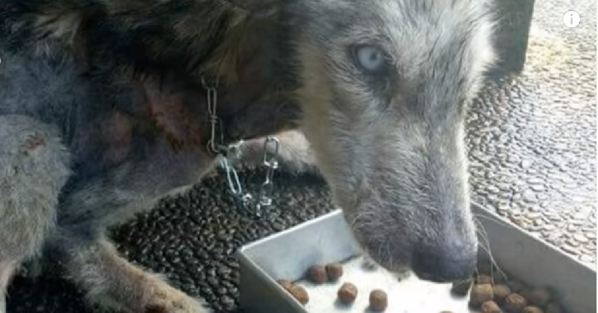 L’husky lasciato solo
