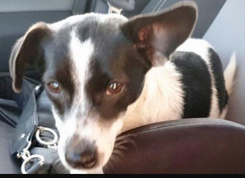 La storia di Rosannina, trovata per le strade a vegliare il corpo di un altro cane