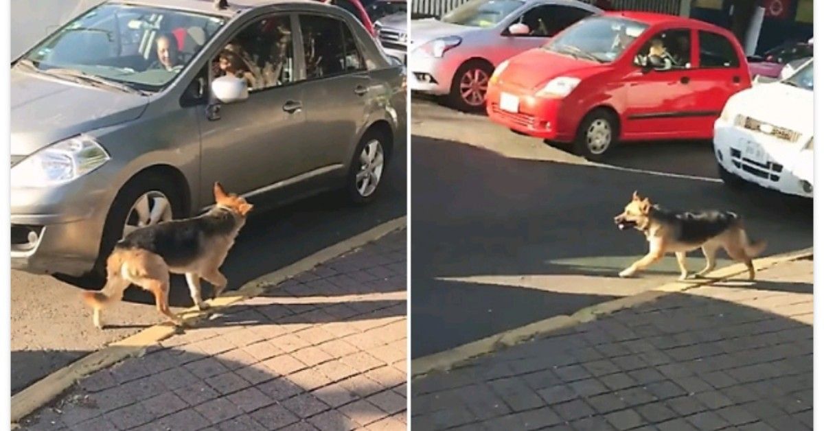 Due donne abbandonano un cane per le strade del Messico