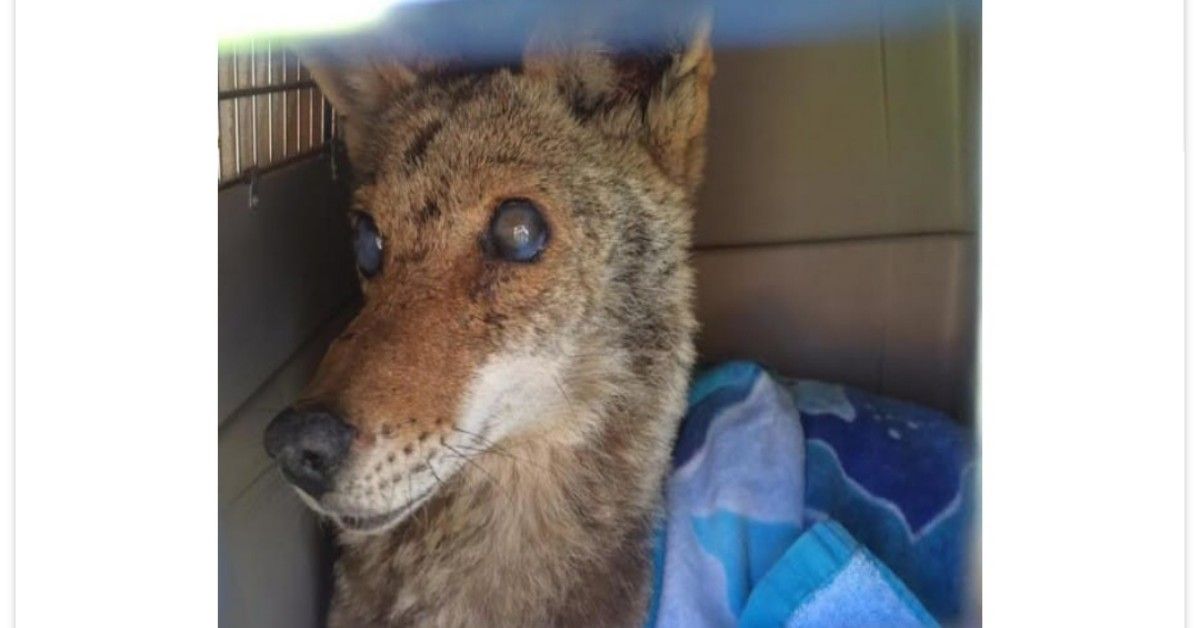 Il salvataggio di mamma coyote
