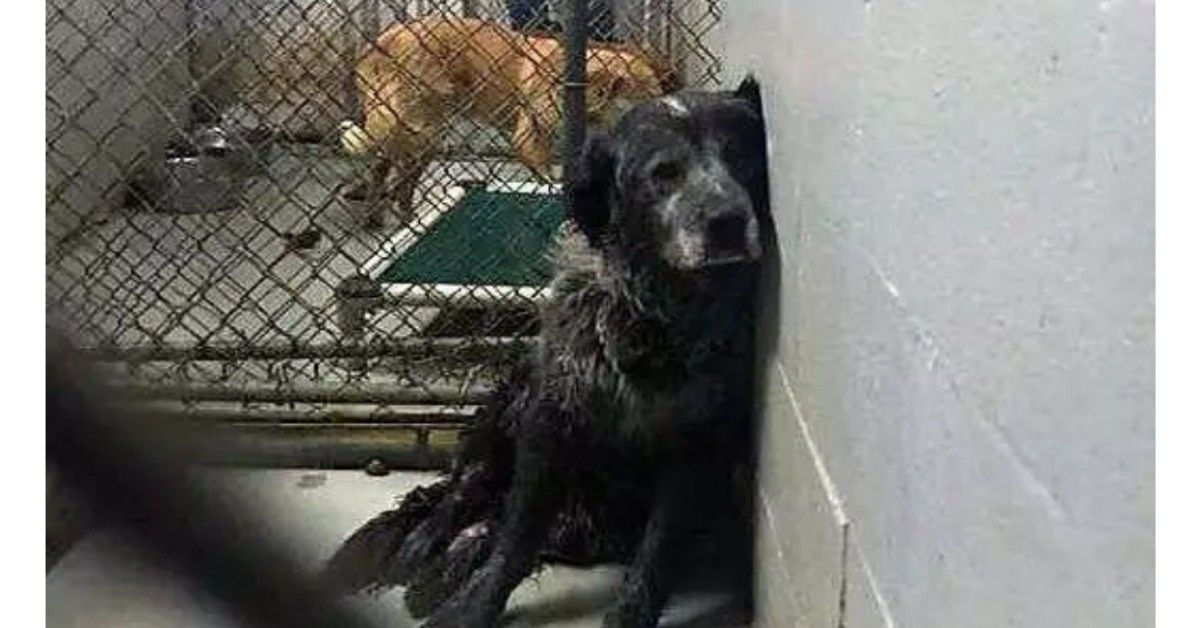 Cane anziano non riesce a smettere di sorridere quando capisce che sta andando a casa