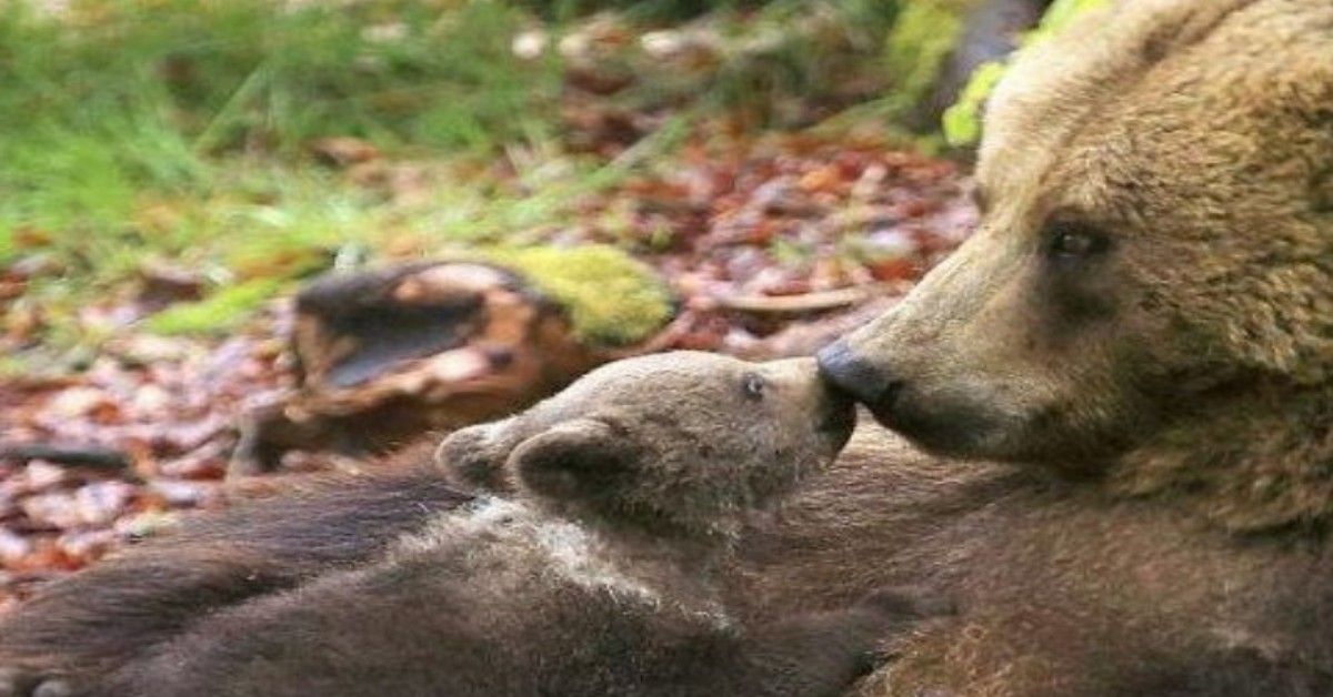 Abruzzo, mamma orsa investita. Il suo cucciolo la cerca disperatamente.