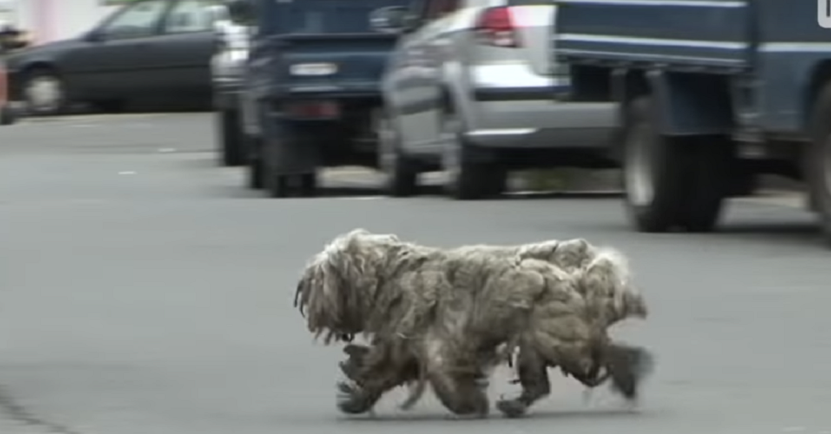 Il segreto dei due cani randagi