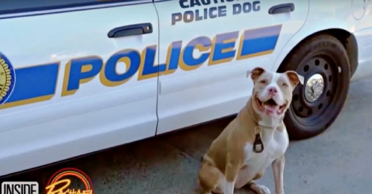 Il pitbull e il poliziotto