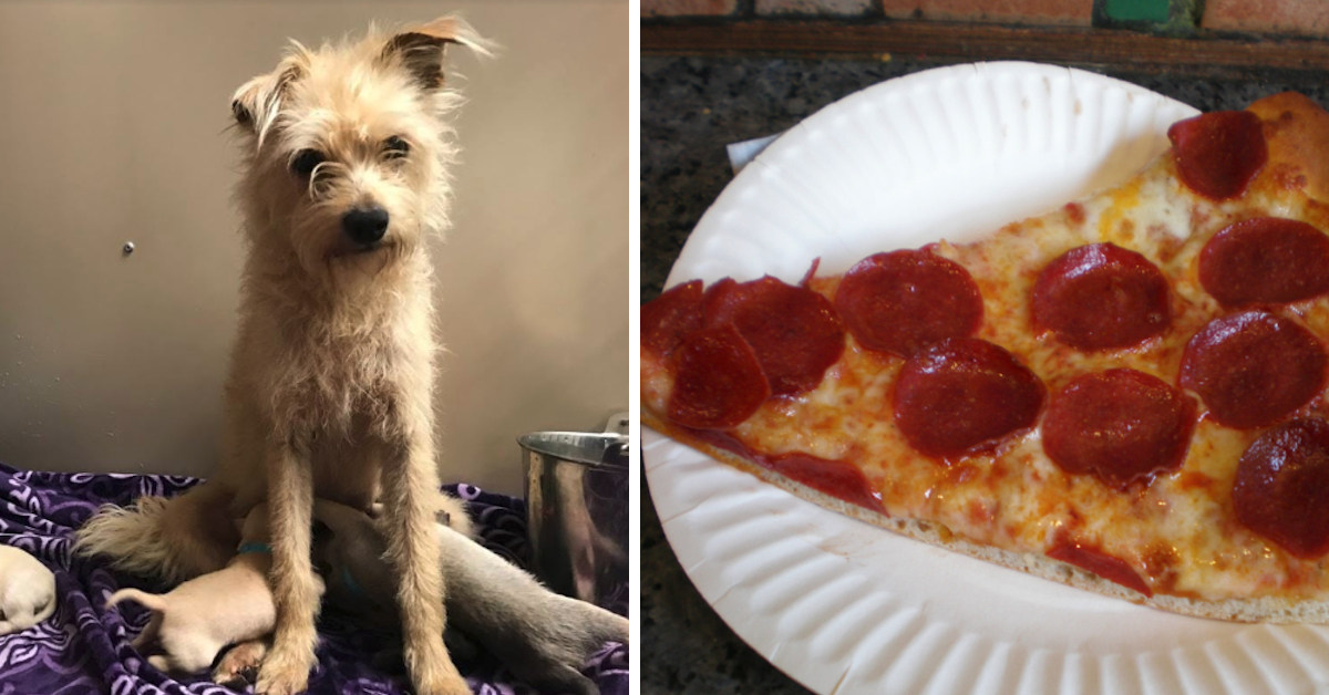 La cagnolina ruba la pizza per un motivo ben preciso
