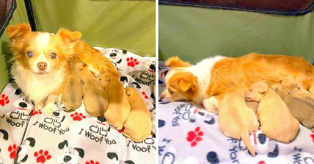 La piccola Rose adotta i cinque cuccioli rimasti orfani