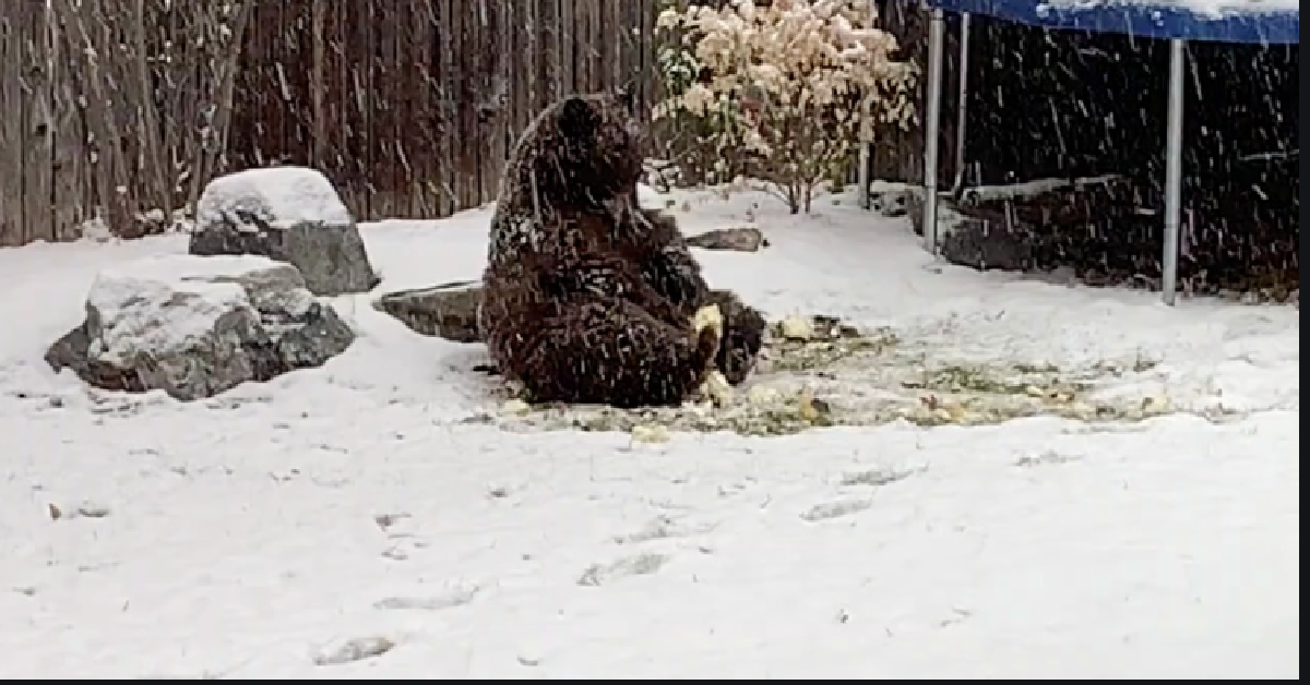 L’orso in giardino