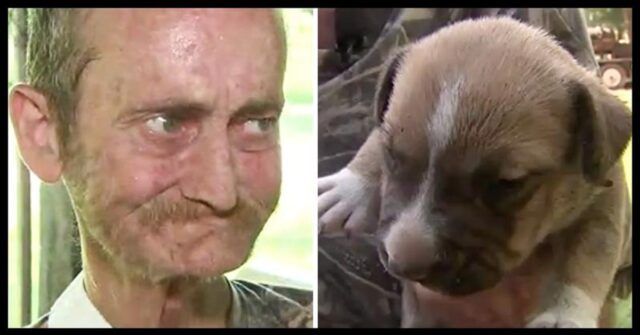Lultimo-desiderio-di-Bobby-trovare-la-famiglia-ai-suoi-cagnolini