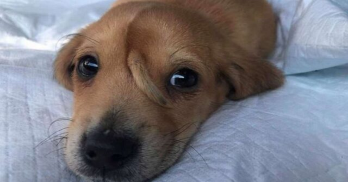 Il cane unicorno minacciato di morte