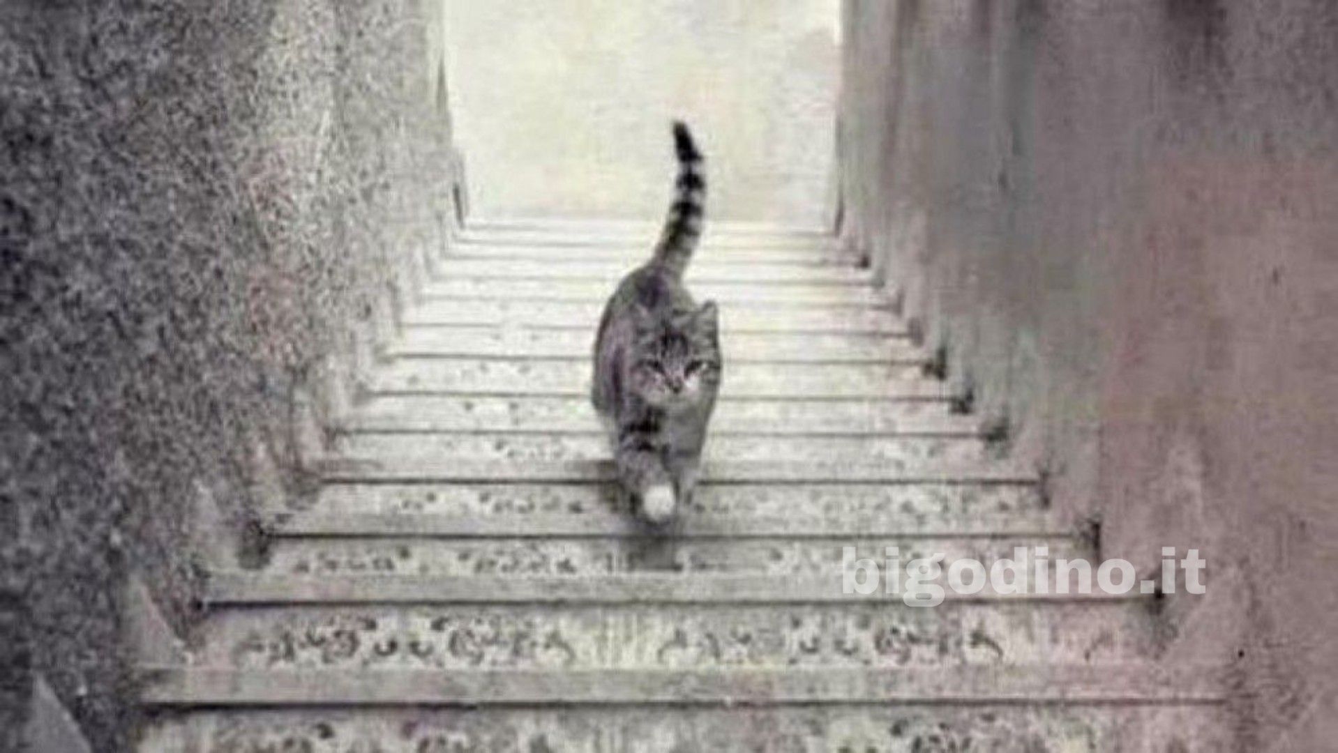 Il gatto sale o scende le scale? Scopri come affronti i problemi