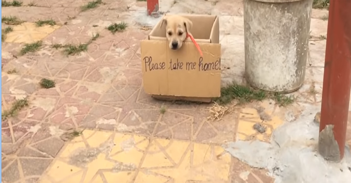 Roby, il cucciolo abbandonato
