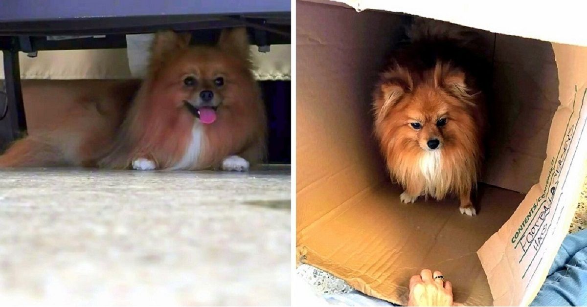 Rusty il cagnolino abbandonato davanti al supermercato
