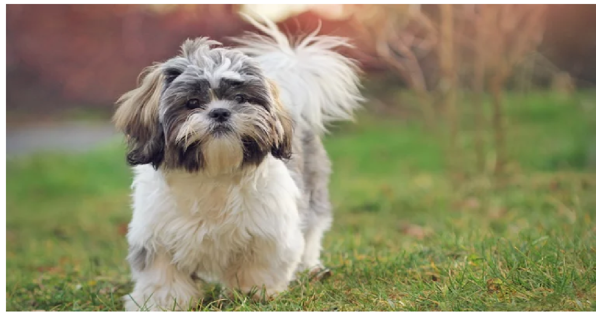 Il cane e lo sceriffo