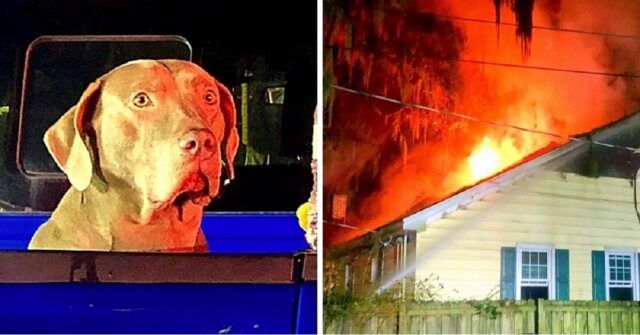 Sammy-il-cane-eroe-che-e-riuscito-a-salvare-la-sua-famiglia-dallincendio