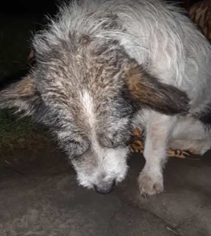 Spuki-il-cane-trovato-in-gravi-condizioni