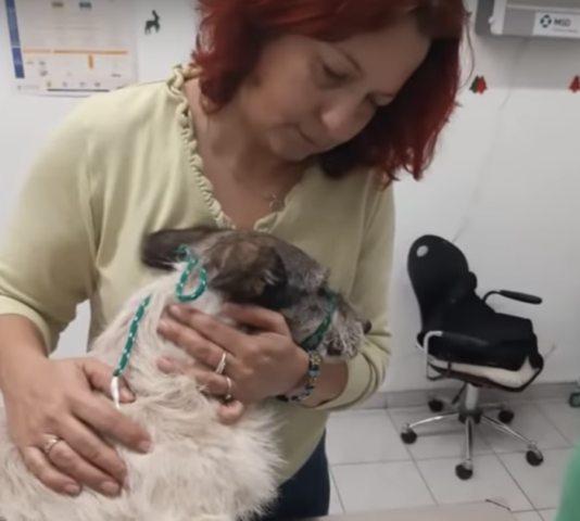 Spuki-il-cane-trovato-in-gravi-condizioni 1