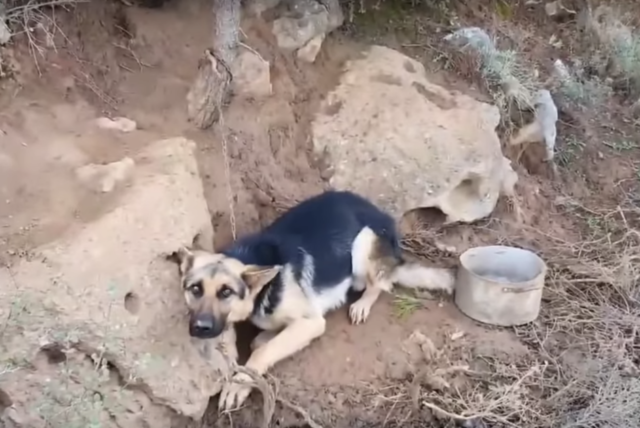 Takis-trova-il-cane-abbandonato-legato-ad-un-albero