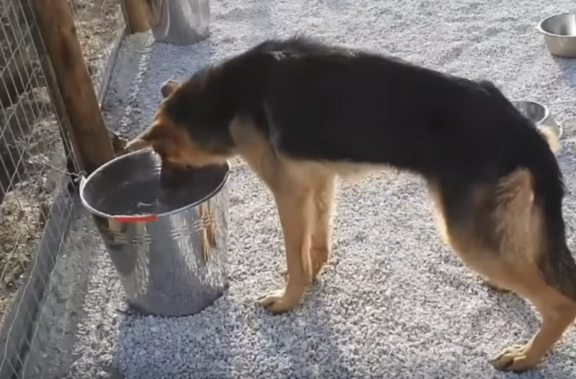 Takis-trova-il-cane-abbandonato-legato-ad-un-albero 2