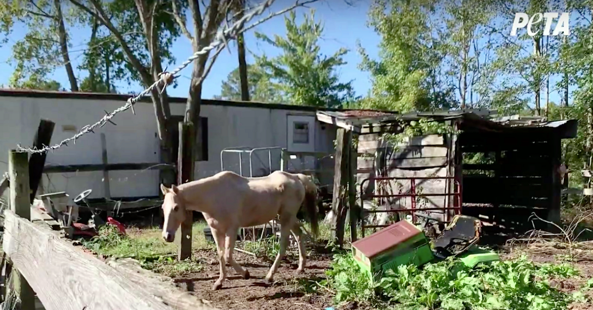 Il salvataggio di Dakota, povero cavallo malnutrito