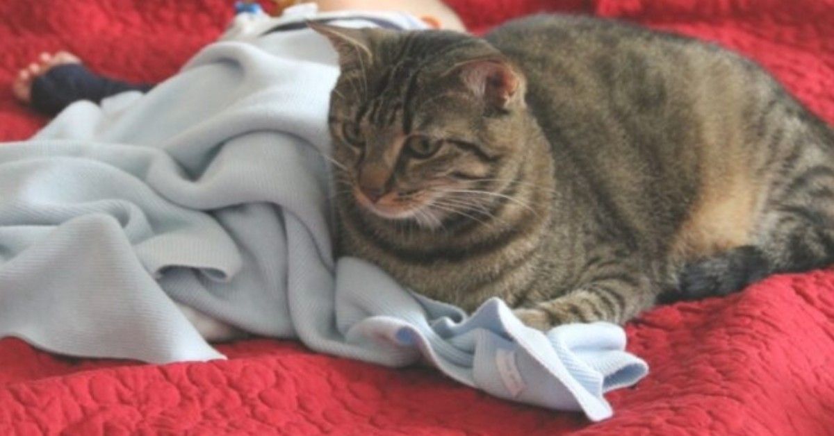 Neonata di 9 mesi morta soffocata dal gatto di famiglia