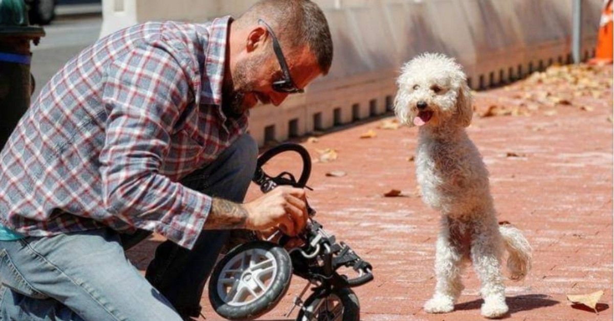 La foto di Cora Rose, la cagnolina su due zampe