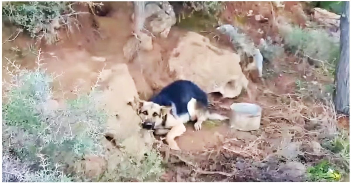 Takis trova il cane abbandonato legato ad un albero