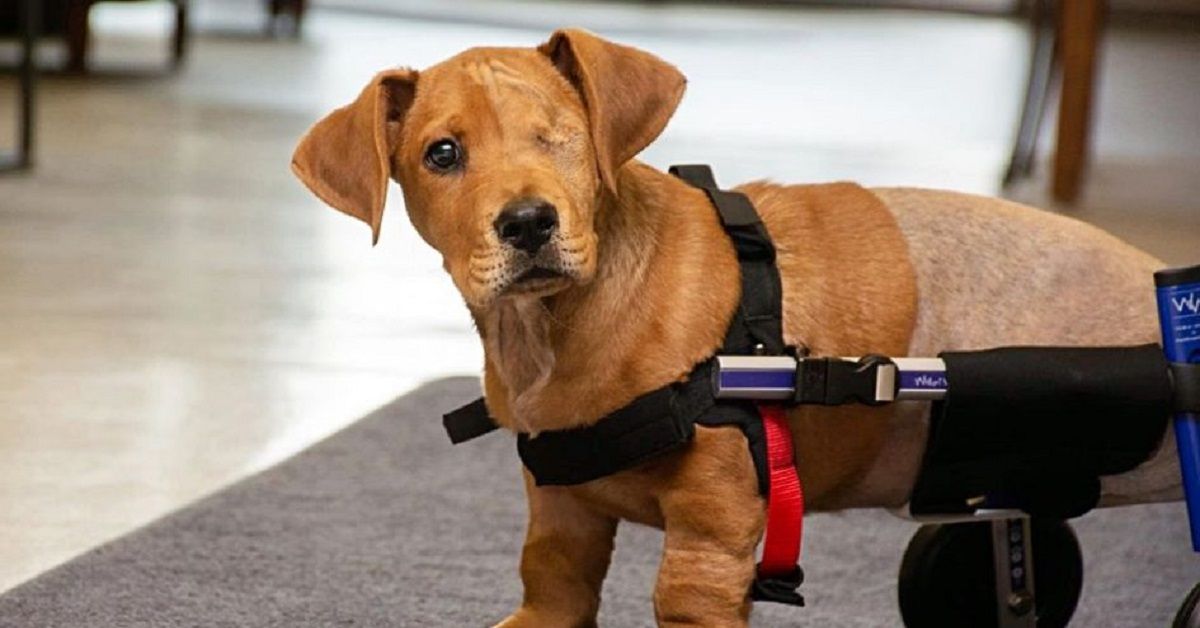 Trooper un cane speciale