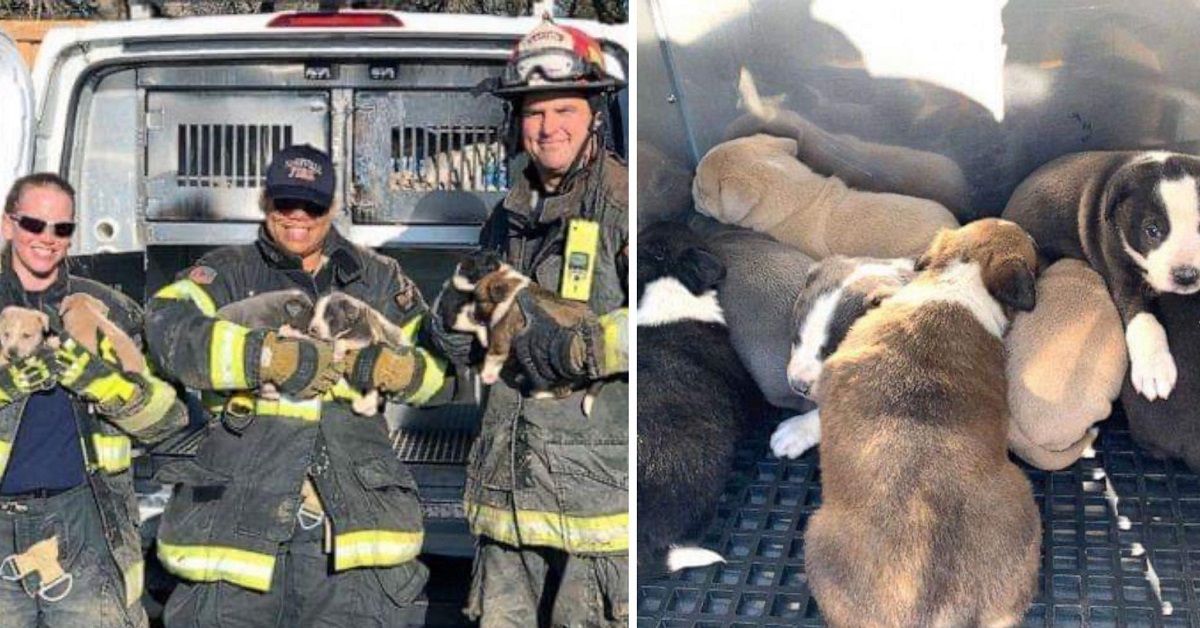 Vigili del Fuoco salvano la vita a 8 cuccioli in grave pericolo