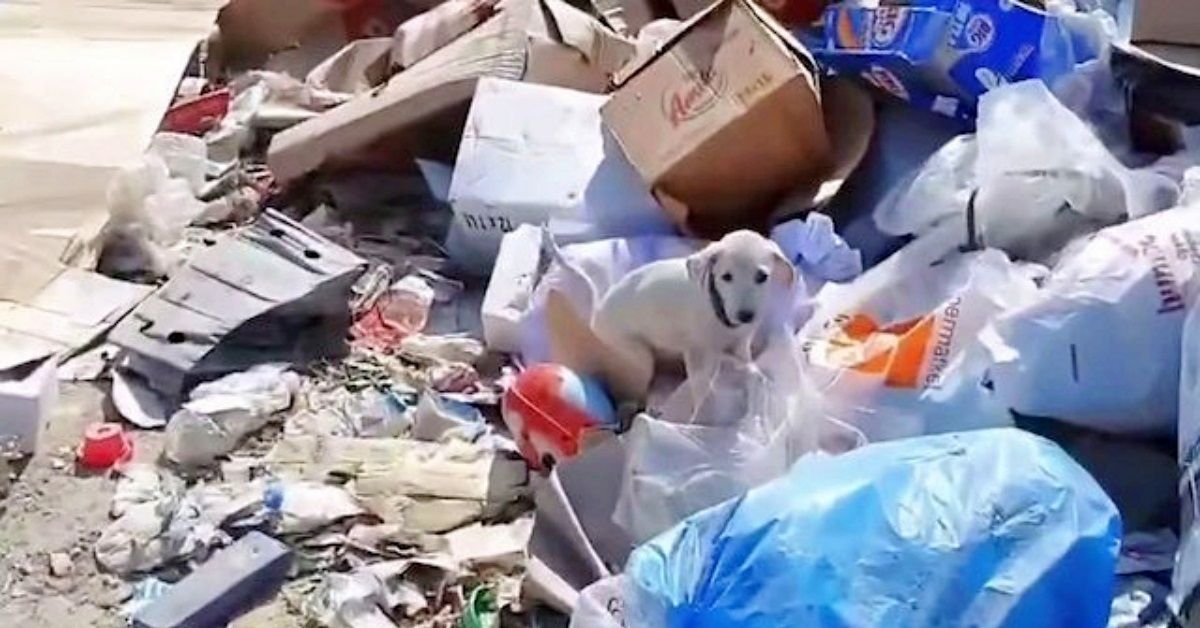 Abbandonato nella discarica come fosse spazzatura, la storia di Samu