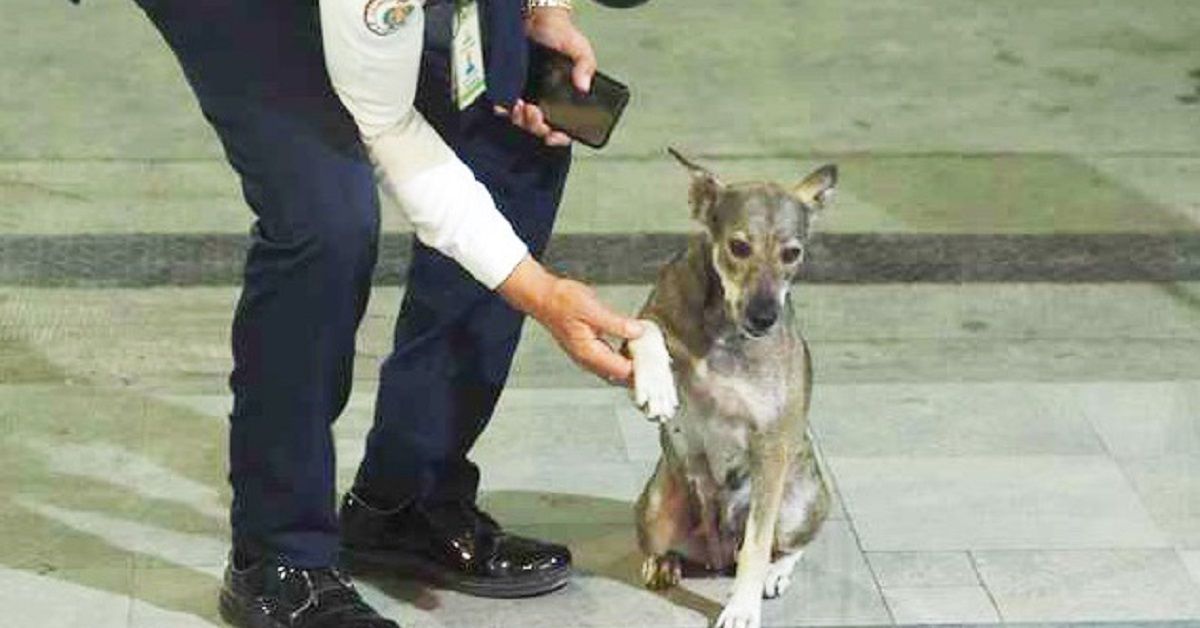 Agente di sicurezza infrange le regole per aiutare un cane in difficoltà