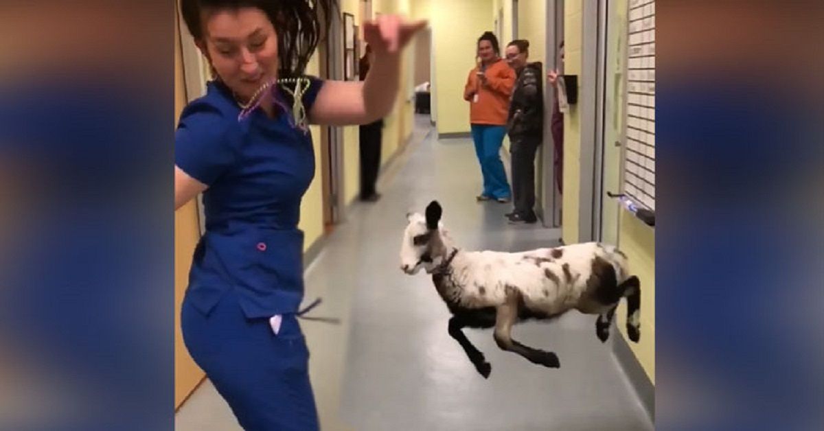 Veterinario balla con un agnello