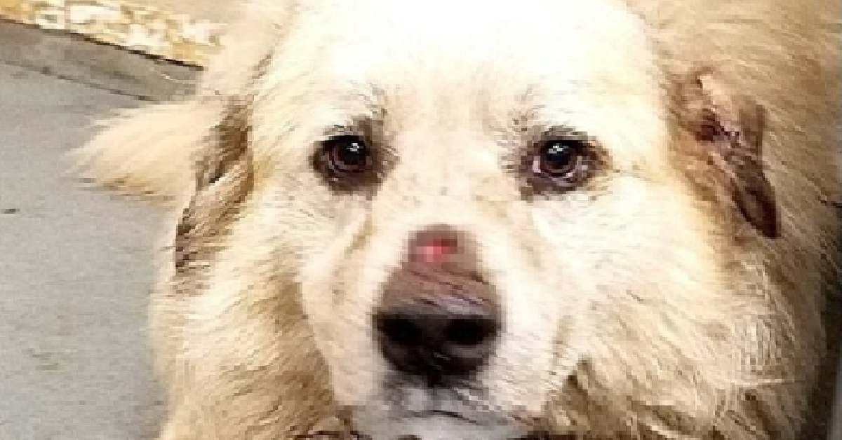 La vita nuova di Bear