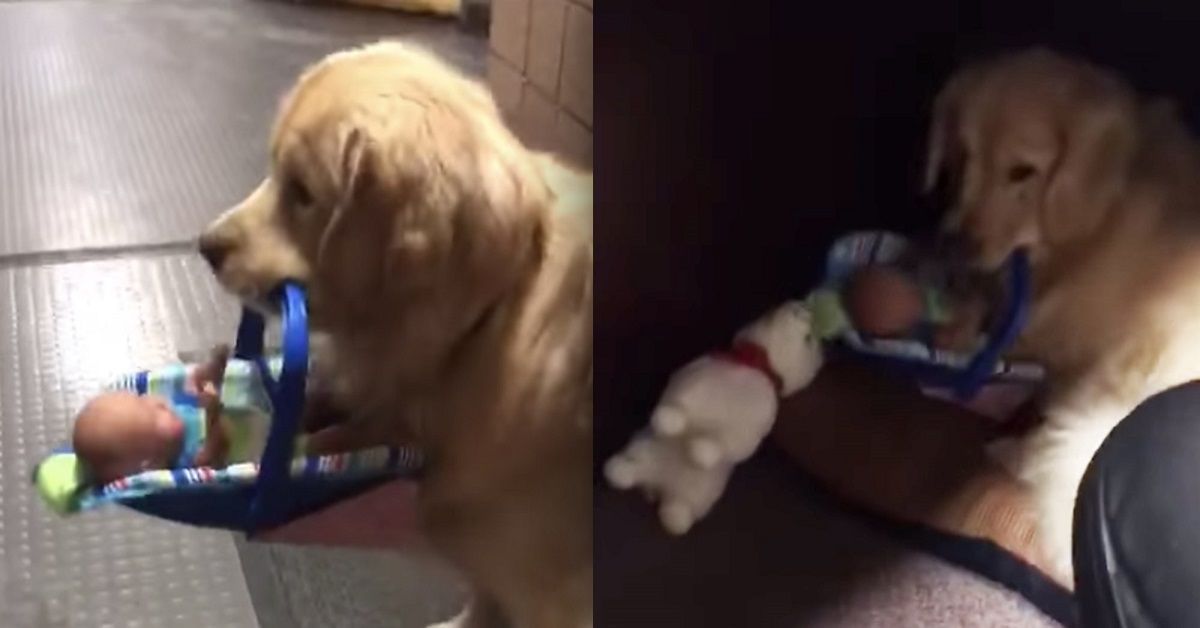 Ben, il cane da pet therapy che rubava i giocattoli dei bambini, colto in flagrante