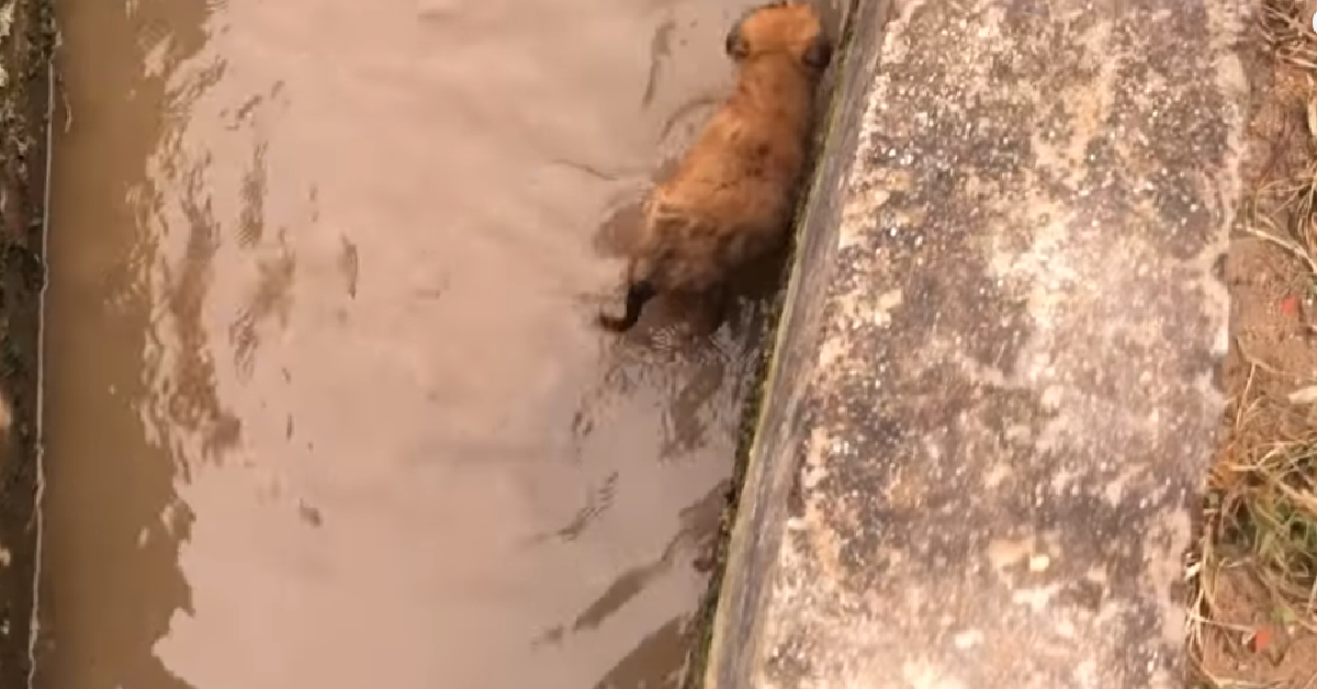 Benny, il cane di fogna