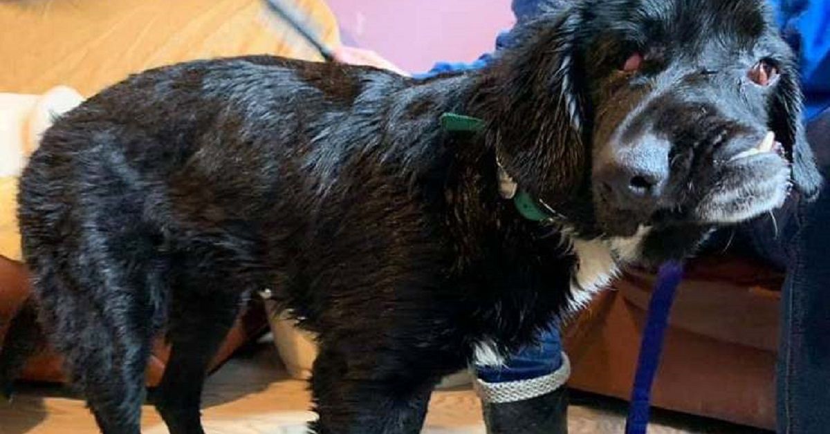 Bethany, la cagnolina dal muso storto