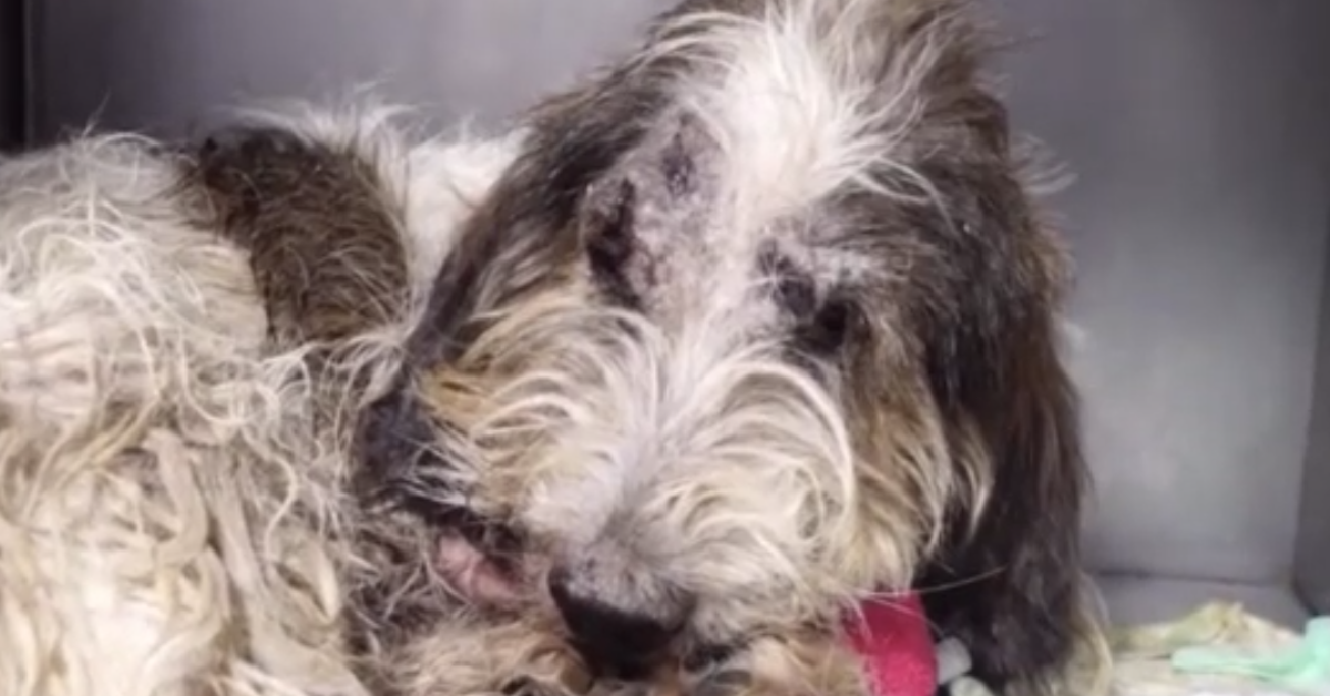 Buddy il cane sfortunato