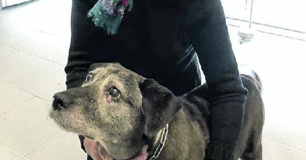 Pepa si è spenta: addio alla cagnolina che aveva salvato un neonato a Rosolina