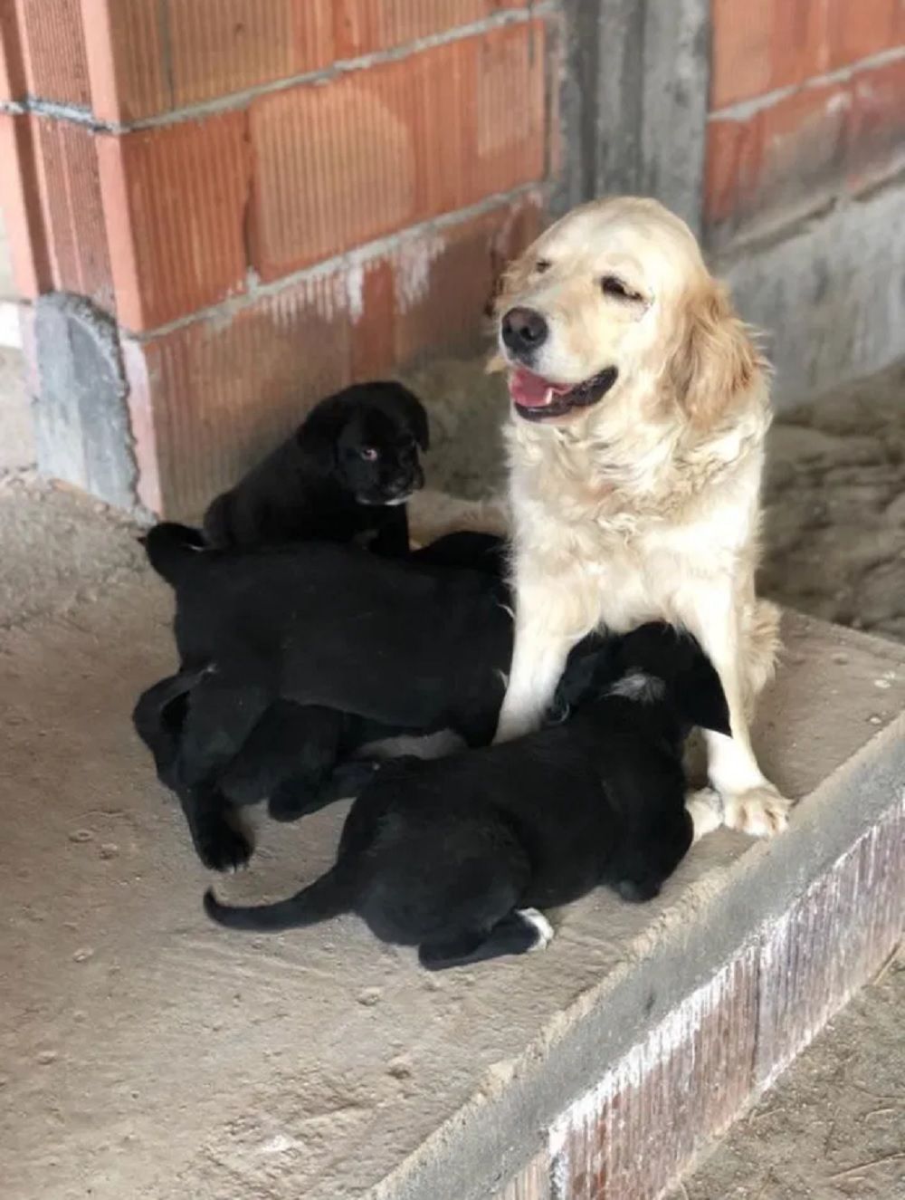 cagnolina-cuccioli