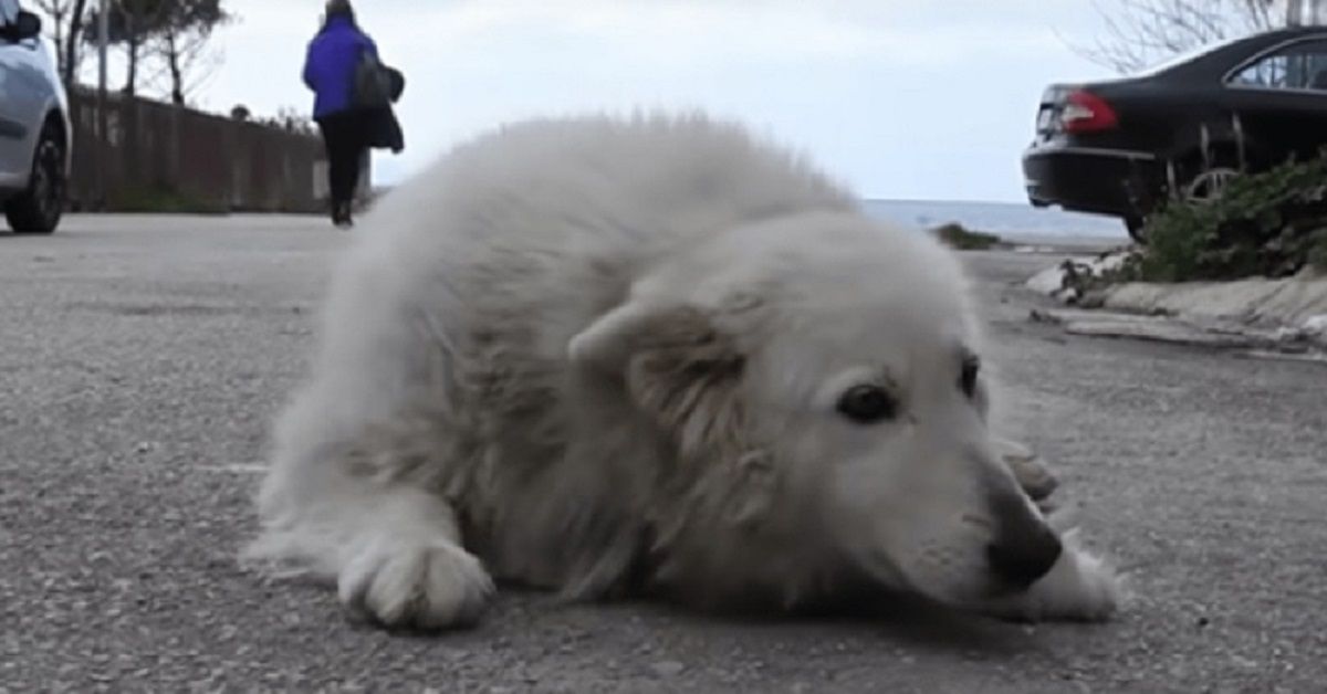 Anziano cane di strada con grave paralisi trova una casa in cui vivere gli ultimi giorni