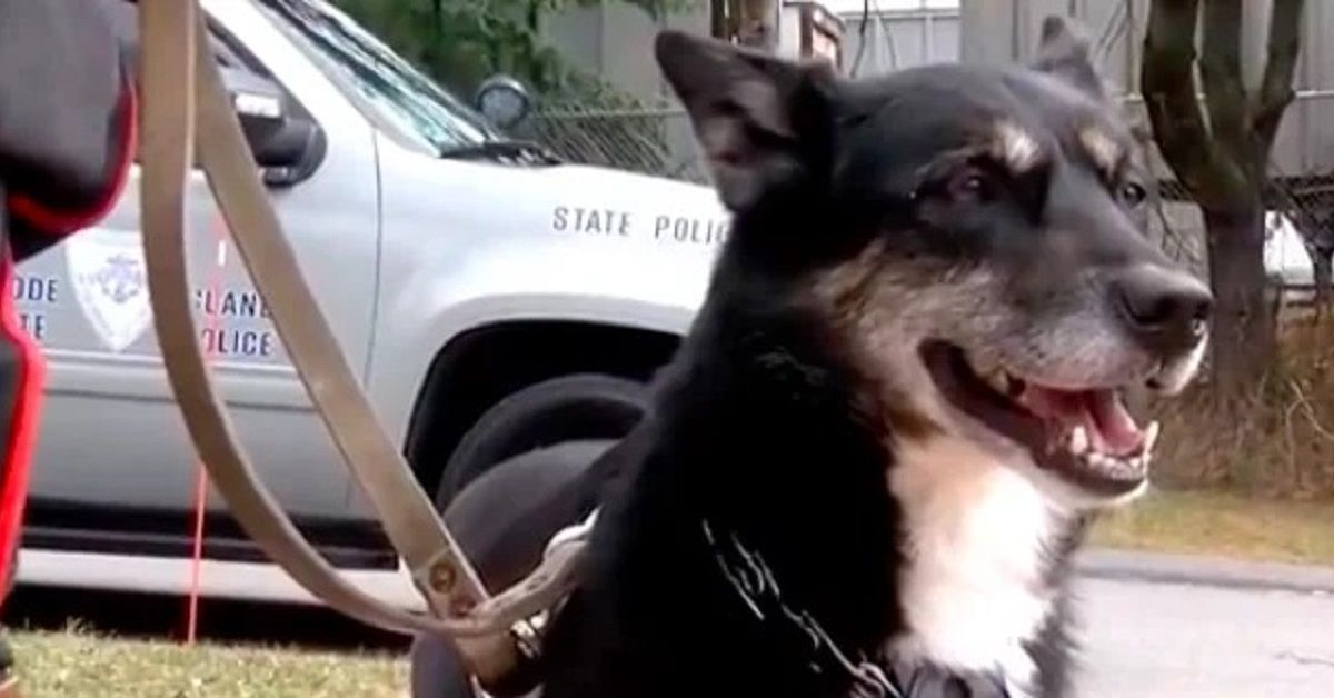 Cane non adottabile rischia di essere addormentato per sempre, ma diventa un eroe salvando un teenager
