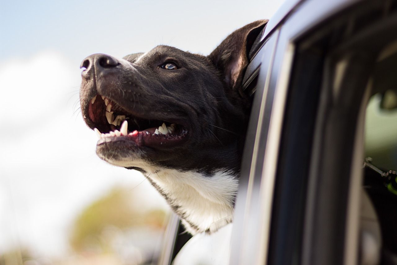 in auto con gli animali domestici