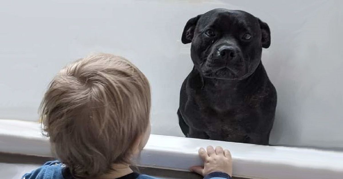 Cane si intrufola dai vicini per fare il bagno con i bambini